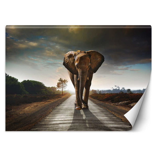 Fototapetai, Dramblys kelyje Gyvūnai Afrika