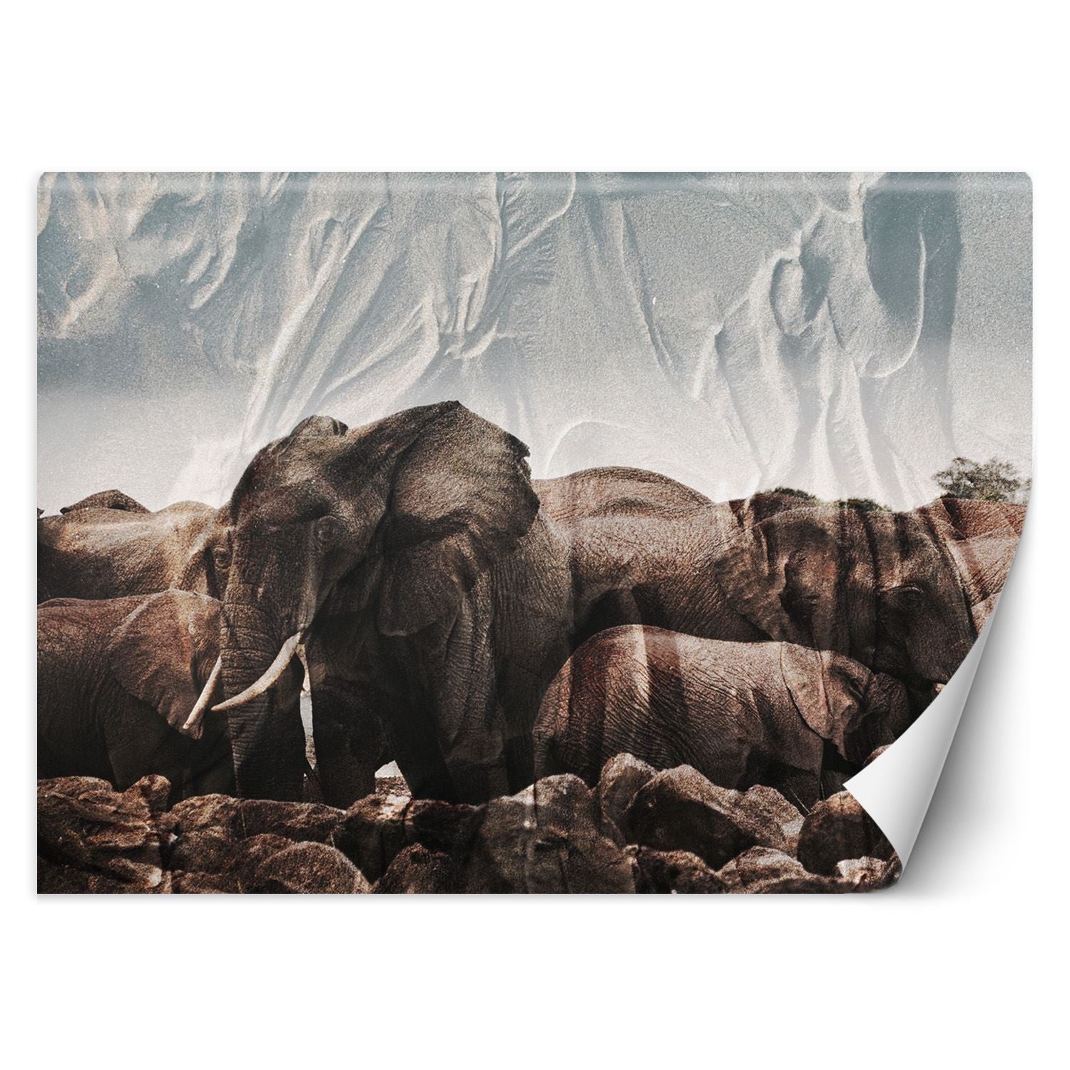 Fototapetai, Dramblys Afrika Gyvūnas Gamta