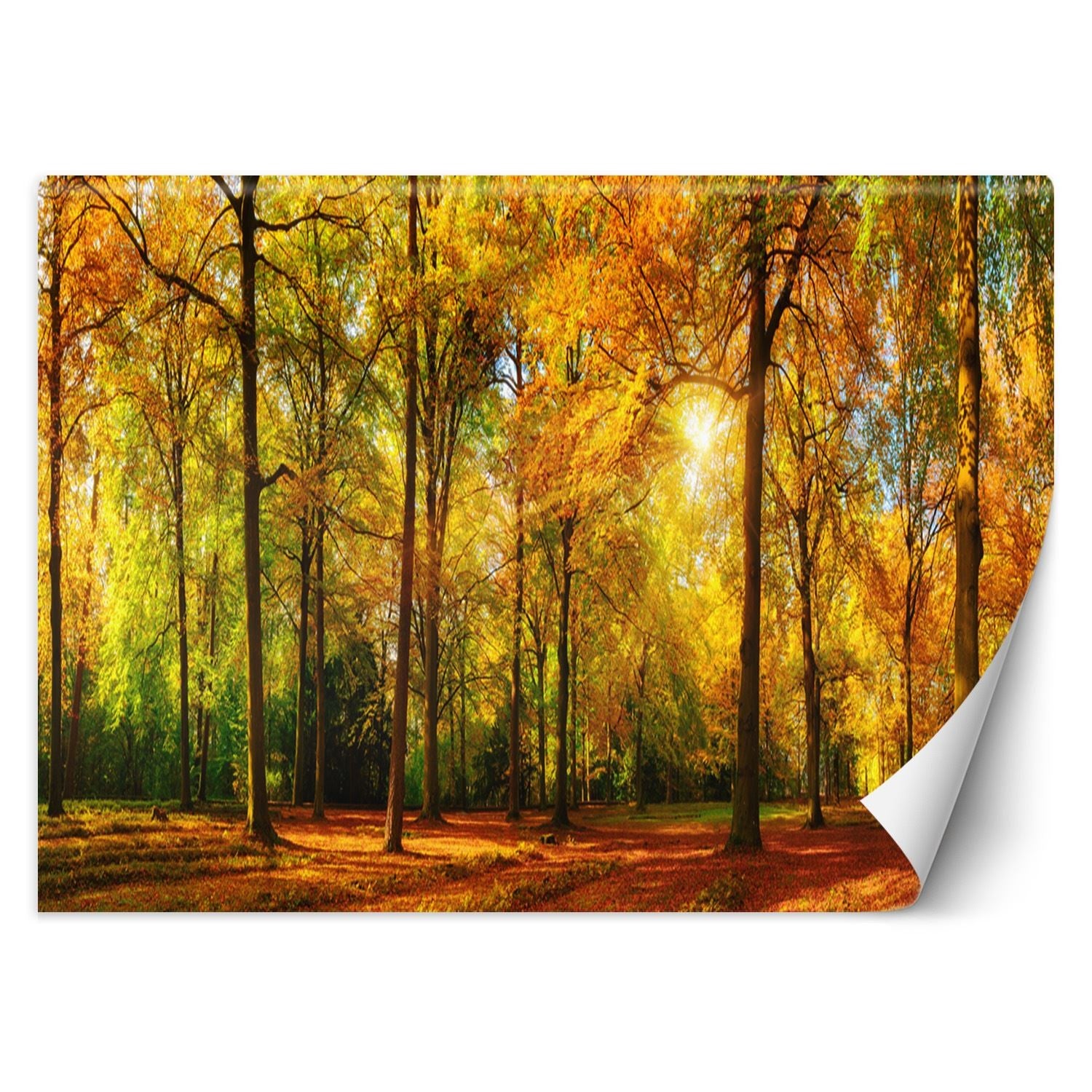 Fototapetai, Rudens miško gamta