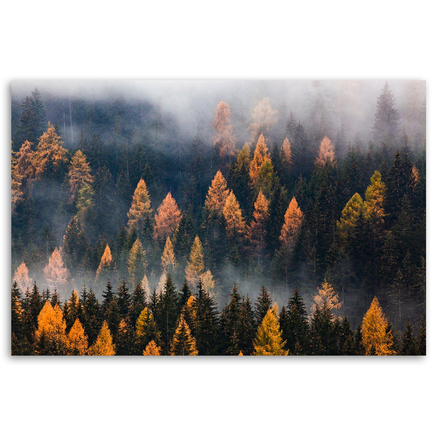Paveikslas Ant Drobės, Rudens medžiai