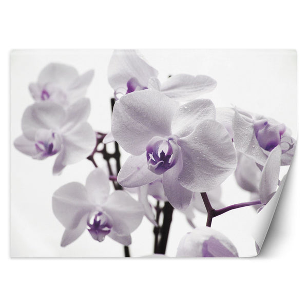 Fototapetai, Žydinti orchidėja