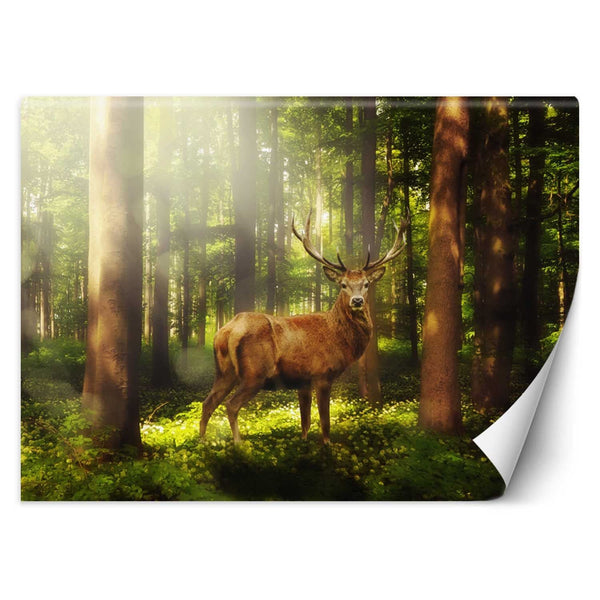 Fototapetai, Elnias Gyvūnai Miškas Gamta